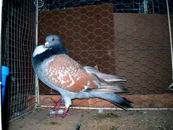 Pigeon cauchois (argent&eacute; maill&eacute; jaune &agrave; bavette)