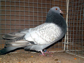 Pigeon cauchois (argent&eacute; maill&eacute; blanc)
