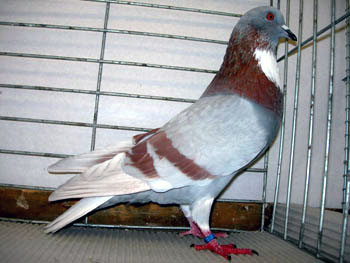 Pigeon cauchois (rouge cendr&eacute; barr&eacute;)