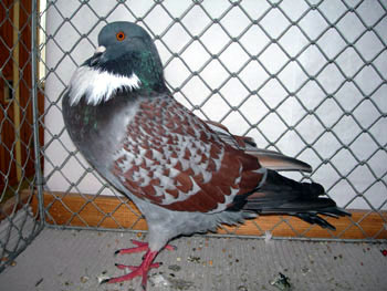 Pigeon cauchois (bleu maill&eacute; rouge sans bavette)