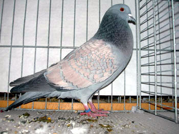 Pigeon cauchois (bleu maill&eacute; rose sans bavette)