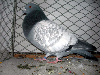 Pigeon cauchois (bleu maill&eacute; blanc sans bavette)