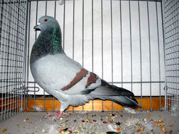 Pigeon cauchois (bleu barr&eacute; rouge)