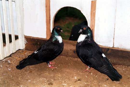 Pigeon cauchois (unicolore noir)