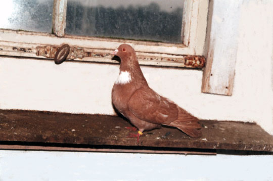 Pigeon cauchois (unicolore jaune)