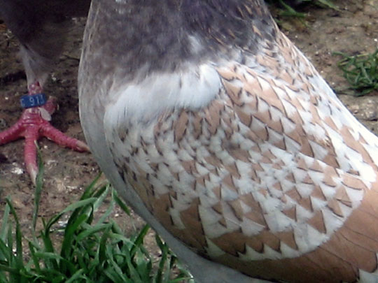 Exemple de maillage fin et r&eacute;gulier