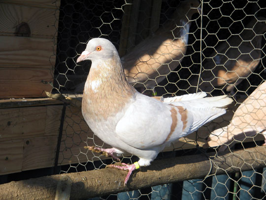Pigeon cauchois (jaune cendr&eacute;)