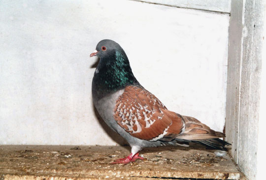 Pigeon cauchois (argent&eacute; maill&eacute; jaune sans bavette)