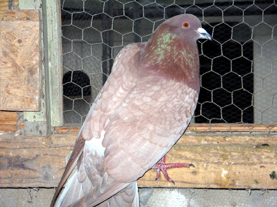Pigeon cauchois (unicolore rose)