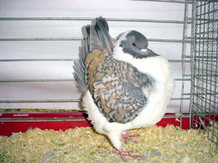 Vari&eacute;t&eacute; gazzi (argent&eacute; maill&eacute; jaune)