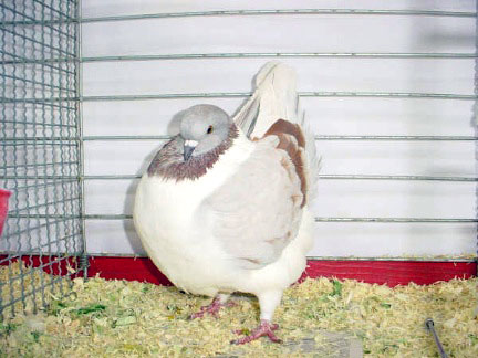 Vari&eacute;t&eacute; gazzi  (rouge cendr&eacute;)