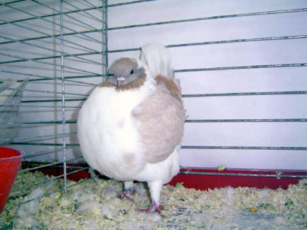 Vari&eacute;t&eacute; gazzi (jaune cendr&eacute; barr&eacute; jaune)