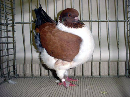 Vari&eacute;t&eacute; gazzi (bronze)