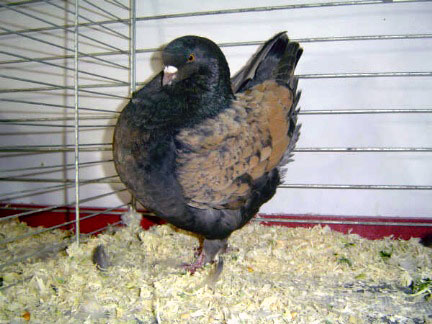 Vari&eacute;t&eacute; schietti (bronze &agrave; manteau jaune)