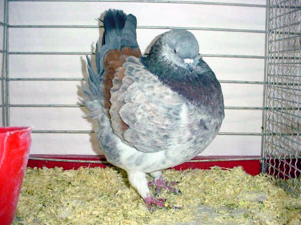 Vari&eacute;t&eacute; schietti (gris &agrave; liser&eacute; bleu)