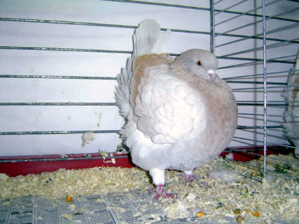 Vari&eacute;t&eacute; schietti (jaune cendr&eacute; barr&eacute; jaune)