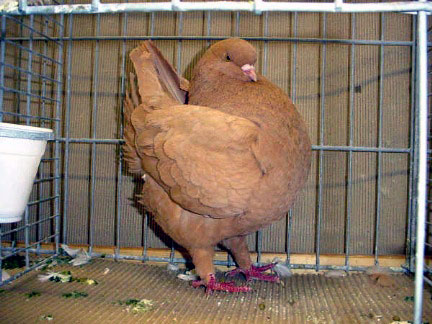 Vari&eacute;t&eacute; schietti (jaune)