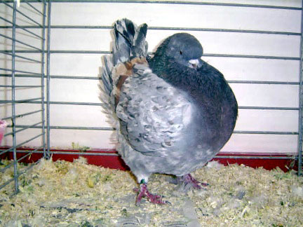 Vari&eacute;t&eacute; magnani (bleu)