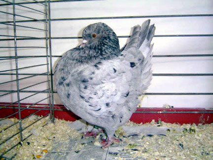 Vari&eacute;t&eacute; Magnani (neri)