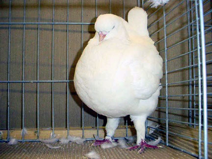 Vari&eacute;t&eacute; schietti (blanc)