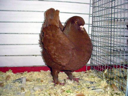 Vari&eacute;t&eacute; schietti (rouge)