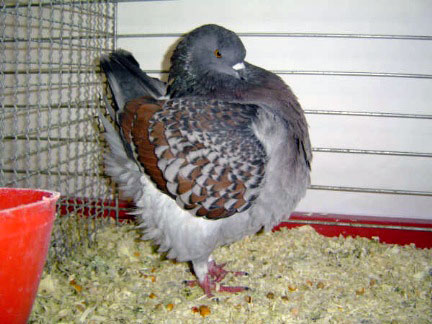 Vari&eacute;t&eacute; schietti (bleu maill&eacute; rouge)