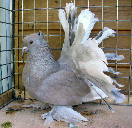 Queue de Paon indien (femelle - indigo poudr&eacute;)