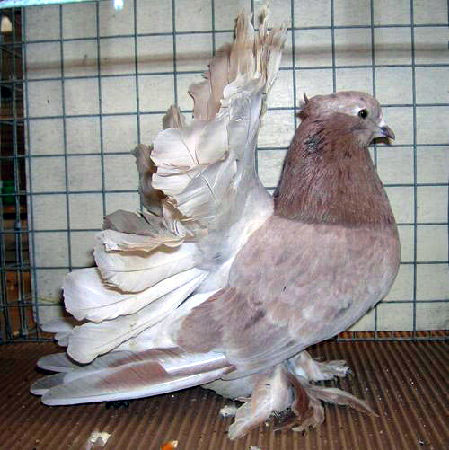 Queue de Paon indien (m&acirc;le - arlequin poudr&eacute;)