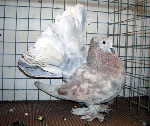 Queue de Paon indien (m&acirc;le - arlequin indigo)