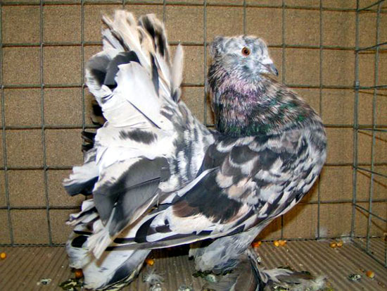 Queue de Paon indien (m&acirc;le - arlequin)