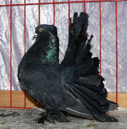 Queue de Paon indien (femelle - noir)