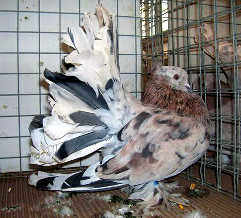 Queue de Paon indien (m&acirc;le - indigo sori)