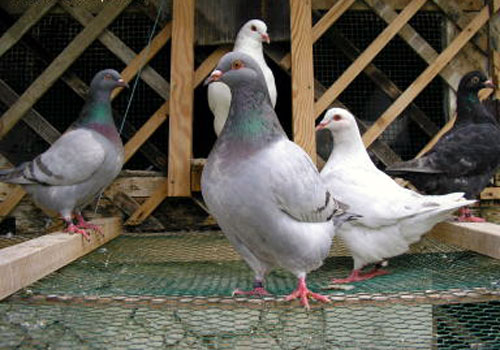 Pigeon texan