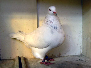 Pigeon texan