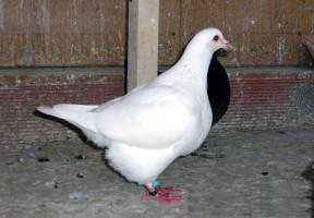 Pigeon texan