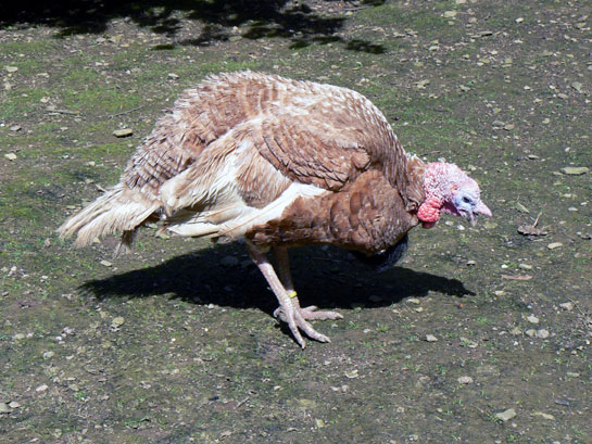 Ifsa ar dindon rougedesarde