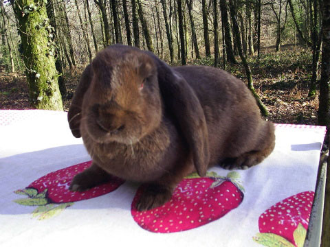 Lapin B&eacute;lier