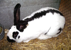 Fi el ar lapin geant pap01