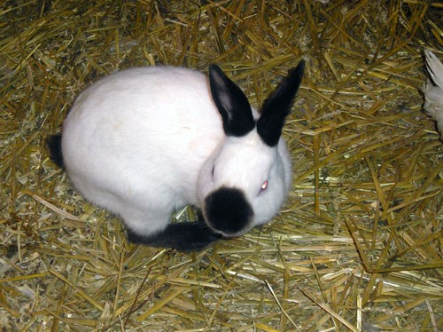 Ifsa ar lapin calif01