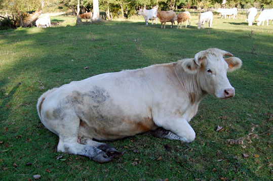 Vache gasconne