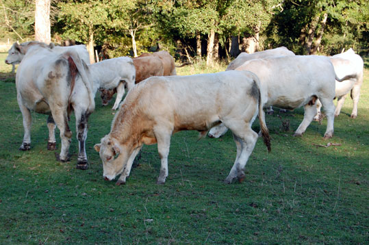 Vache gasconne
