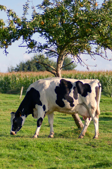Vache Prim'holstein