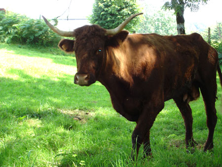 Vache Salers