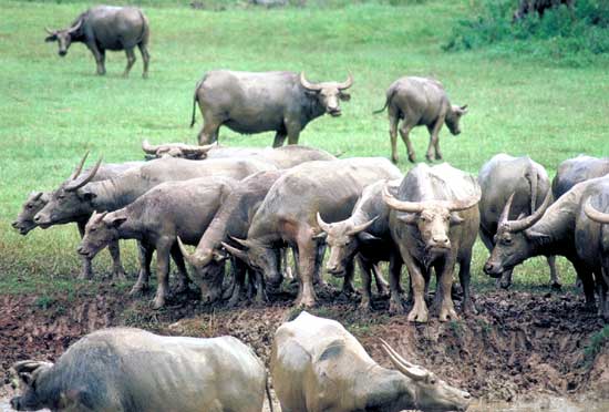 Arni (buffle d'Asie)