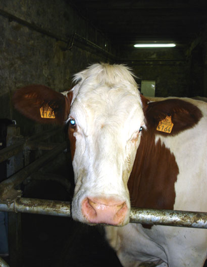 Ifsa ar vache montb01