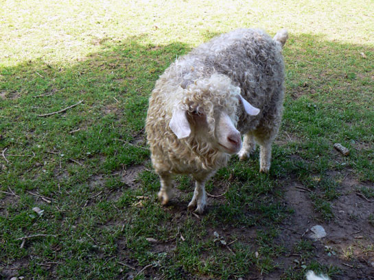 Chevre Angora