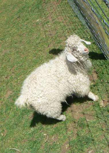 Ch&egrave;vre Angora
