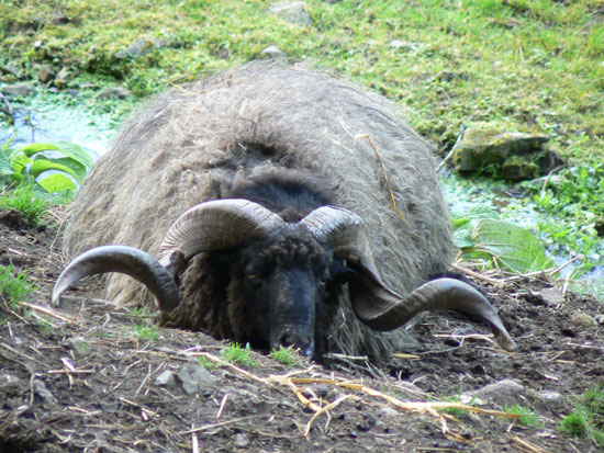 Mouton Manech Tete Noire