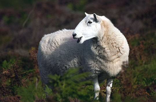 Fi ph ar mouton moorland01