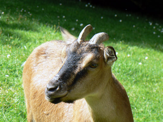 Ifsa ar chevrealpine01